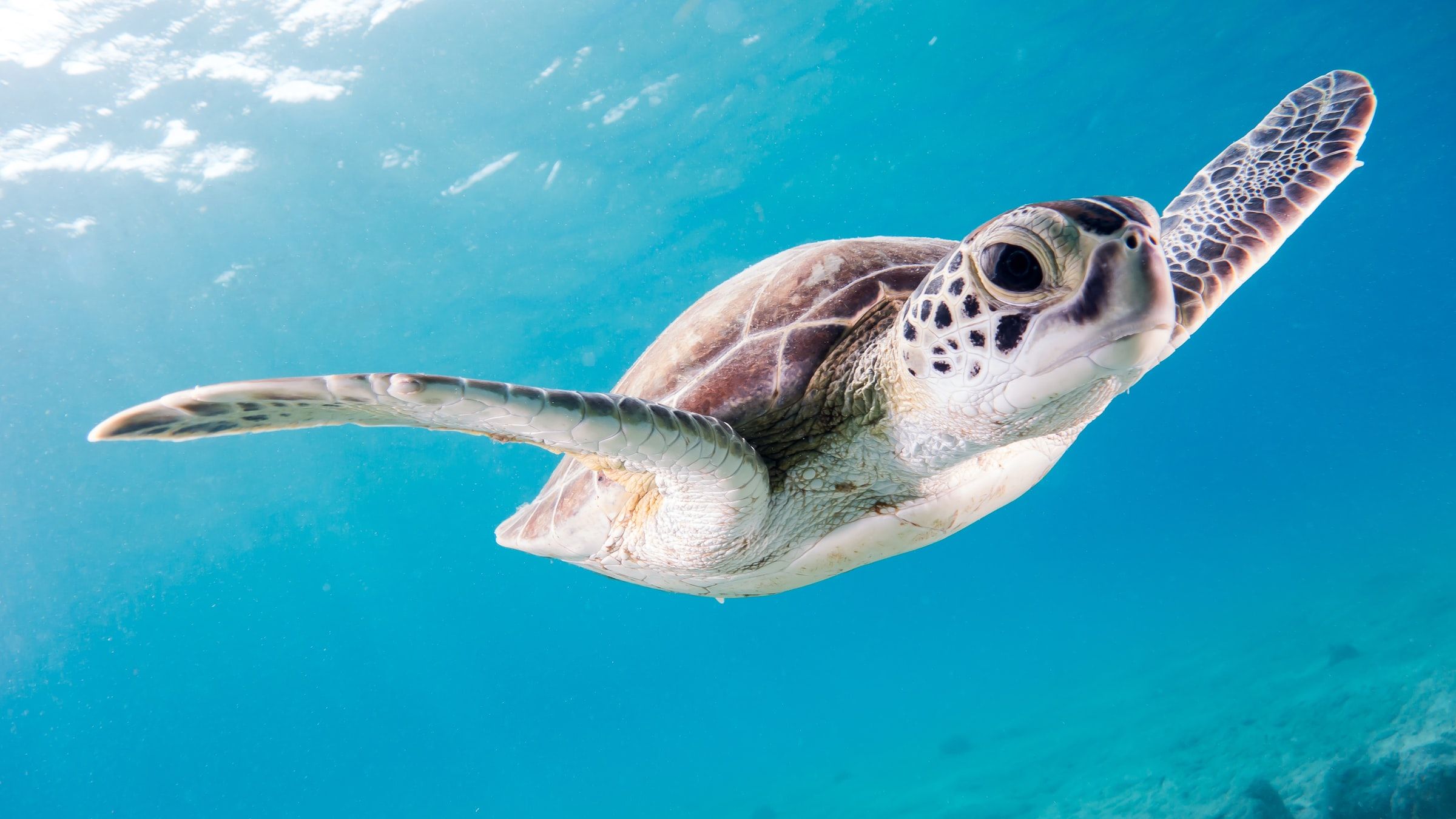 Schildkröte taucht im türkisfarbenen Meer